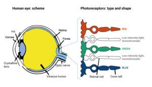 human eye scheme retinal rod and cones | Packly Blog