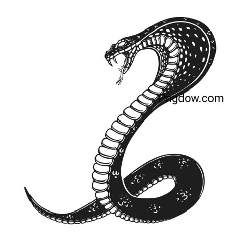 Anaconda Png Transparent For Free Download, (8) - Photo #2403 - Pngdow ...