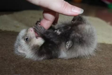 Baby Ferret Facts – The Modern Ferret