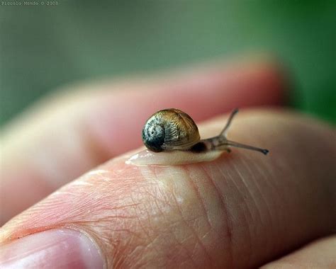 Baby - Snail :) | Animals friends, Cute animal pictures, Animal pictures