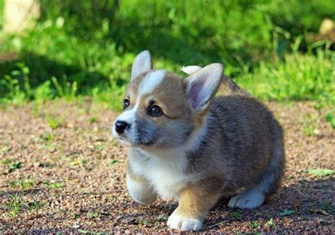 How Much Are Corgi Puppies / Corgi Puppies! We Can't Get Enough / The ...