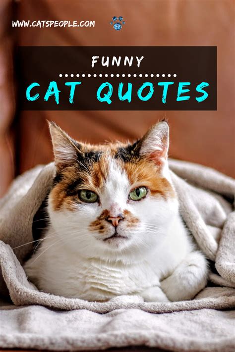 Funny cat quotes for cat lovers & cat owners | Cat quotes funny, Cat quotes, Funny cats