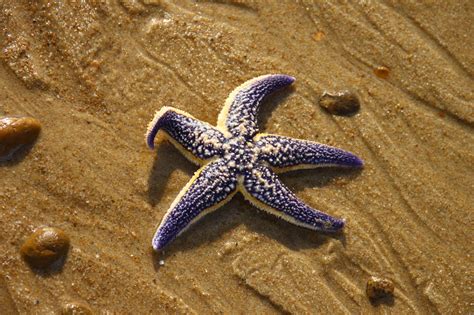 Here's All About the Habitat of Starfish - Animal Sake