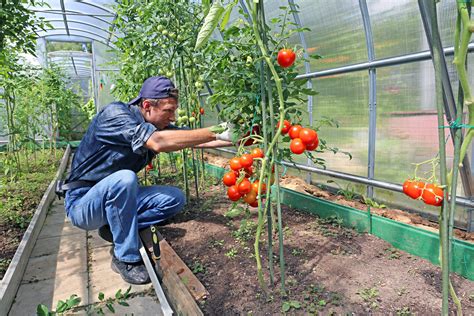 ¿Cuándo Plantar Tomates? Cómo Cultivar Tomates Paso a Paso (2022)