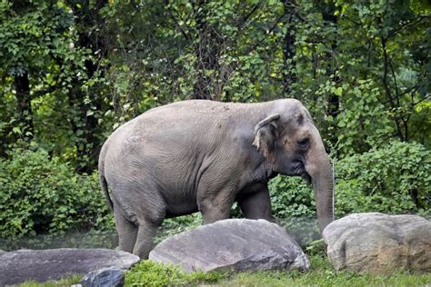 Bronx Zoo elephant named Happy isn’t a person, New York's top court rules