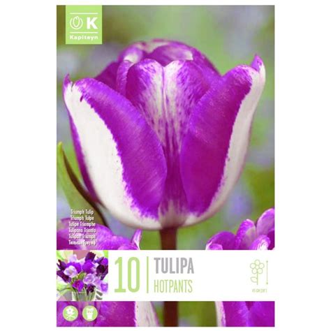 Bulbs, tulip triumph hotpants | Megatek