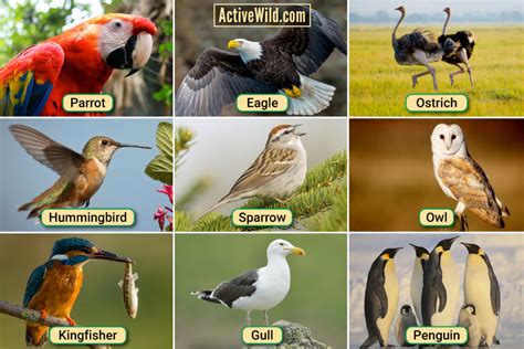 Types Of Birds In The World - Design Talk