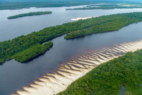 Book a cruise in the Amazon to explore the breathtaking jungle!