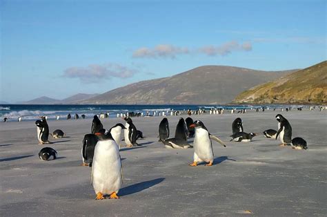 Penguin Island | Travel the world without leaving Australia