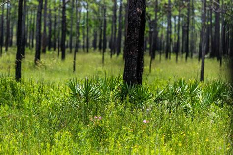 Topsail Hill Preserve State Park | SoWal.com