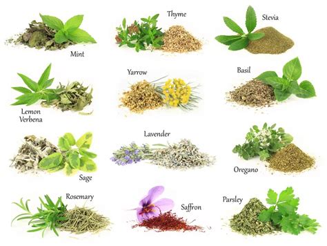 List of 30 Herbs With Their Benefits and Uses - Natural Food Series