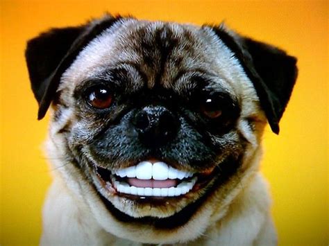 smiling pug Blank Template - Imgflip