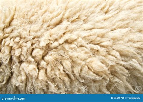 Sheep Wool Skin Soft Texture Stock Photo | CartoonDealer.com #213020112