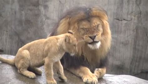 Lion Cub Triplets Meet Father For First Time at Oregon Zoo: Video | TIME