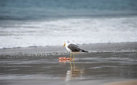 Premium Photo | Gull eating fish on the beach of jurerê internacional florianópolis