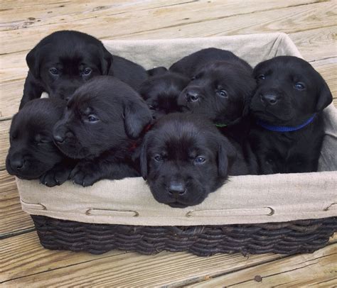 2 week old black lab puppies | Dog lover | Pinterest | Black lab puppies, Black labs and Labs