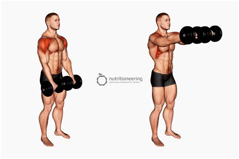 Anterior Deltoid Muscle Exercises