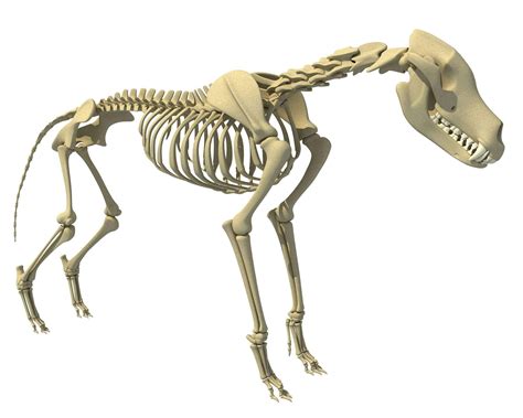 Wolf Skeleton - 3D Model by 3D Horse