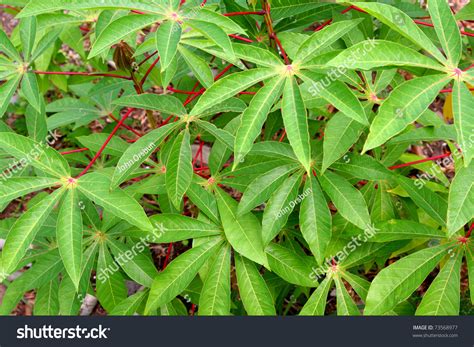 Leaves Of A Wild-Growing Tapioca Plant In Maui, Hawaii. Stock Photo 73568977 : Shutterstock