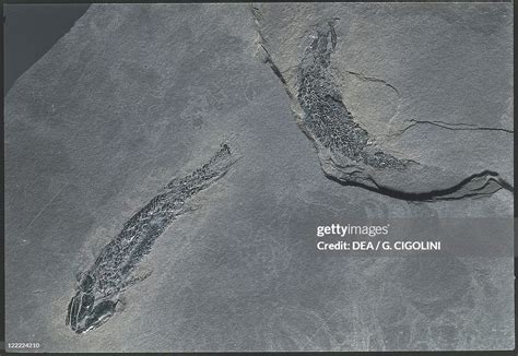 Fossils - Deuterostomia - Chordata - Sarcopterygii - Osteolepis ...