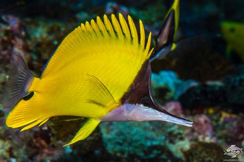 Yellow Long Nose Butterflyfish - Facts and Photographs - Seaunseen