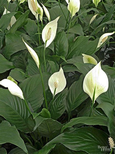 Peace Lily | Low light plants, Peace lily plant, Easy care indoor plants