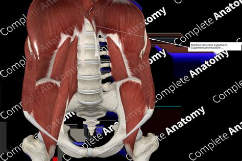 Median Arcuate Ligament | Complete Anatomy