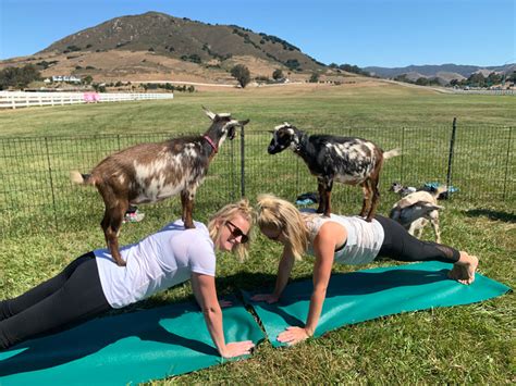 Goat yoga near me - tyredmo