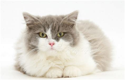 Ragdoll X British Shorthair Cat Discounts Offers | www.pinnaxis.com