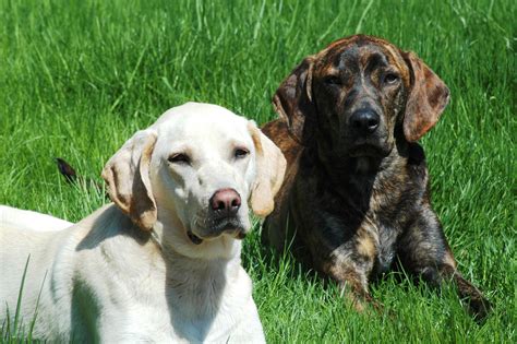 Pin on Catahoula Cur Dogs