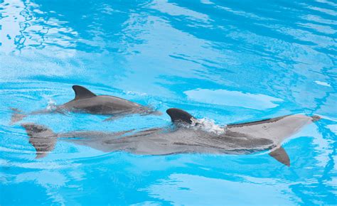 6 Awesome Baby Dolphin Facts - From Calves to Adults - Animal Corner