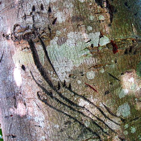 Bear claw marks on a tree | Explore Happy Sleepy's photos on… | Flickr - Photo Sharing!