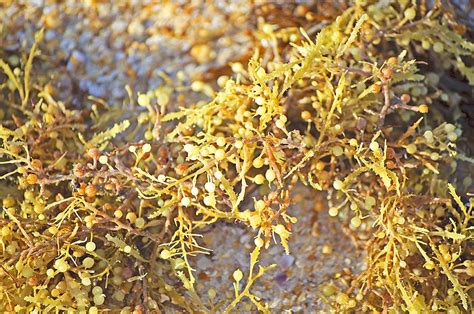 Sargassum Seaweed by Kenneth Albin