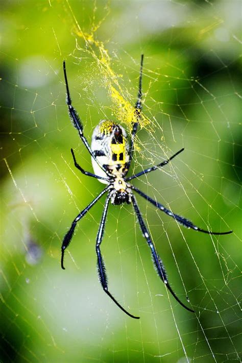 Golden orb-web spider Photograph by Werner Lehmann - Pixels