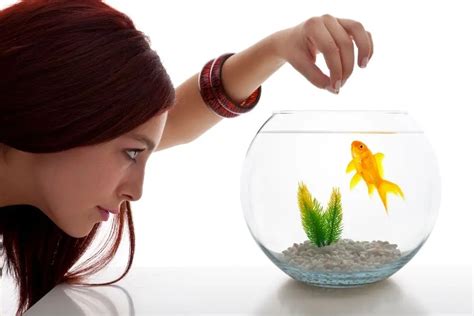 What Can I Feed My Fish If I Run Out Of Food | Fish Keeper Guide