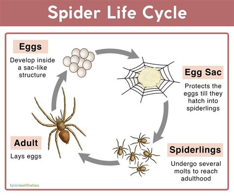 Spider Life Cycle: Facts, Stages, Mating, Reproduction, Pictures ...