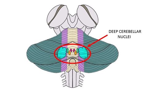 Deep cerebellar nuclei - definition — Neuroscientifically Challenged