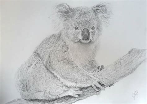 Adorable koala Drawing by Cybele Chaves | Saatchi Art