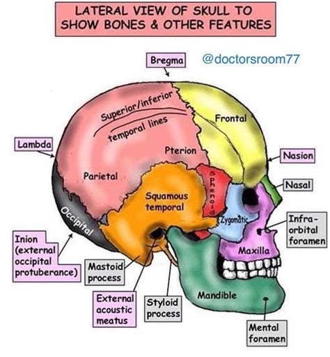 Pin by Madeleine Collier on Anatomy | Dental hygiene school, Craniosacral therapy, Physiology