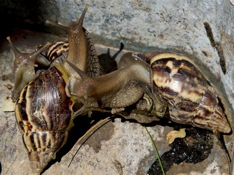 Florida once again has a giant African land snail problem : NPR