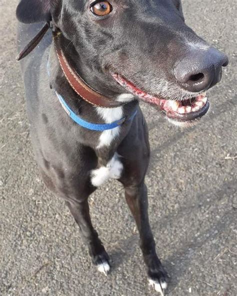 Todays dog of the week is... - Sheffield Retired Greyhounds | Facebook