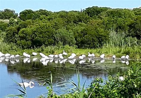 Cape May Bird Observatory (Cape May Point) - 2021 All You Need to Know BEFORE You Go (with ...