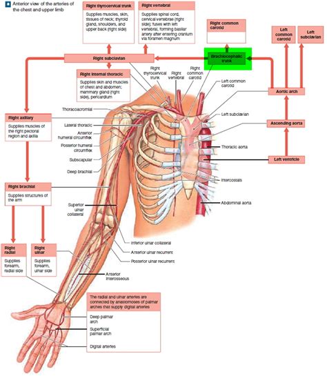 branches of the brachiocephalic artery Anatomy Back, Brain Anatomy ...