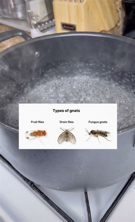 Why Do Gnats Go In Water: Unveiling Natures Curious Behavior