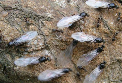 Huge swarm of flying ants were spotted over Kent from space