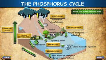 The Phosphorus Cycle: Interactive Google Slides + Printable Worksheet