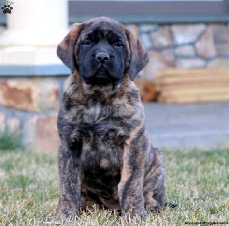 When To Start Training A English Mastiff