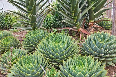 Aloe Polyphylla - Grow and Care Guide - Plants Spark Joy