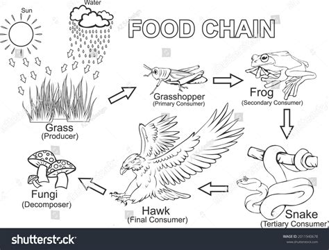 Food Chain Animals Outline Vector Additional Stock Vector (Royalty Free) 2011940678 | Shutterstock