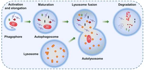 Mechanism of Autophagy - NET Life Sciences